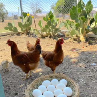 Farm Fresh Eggs